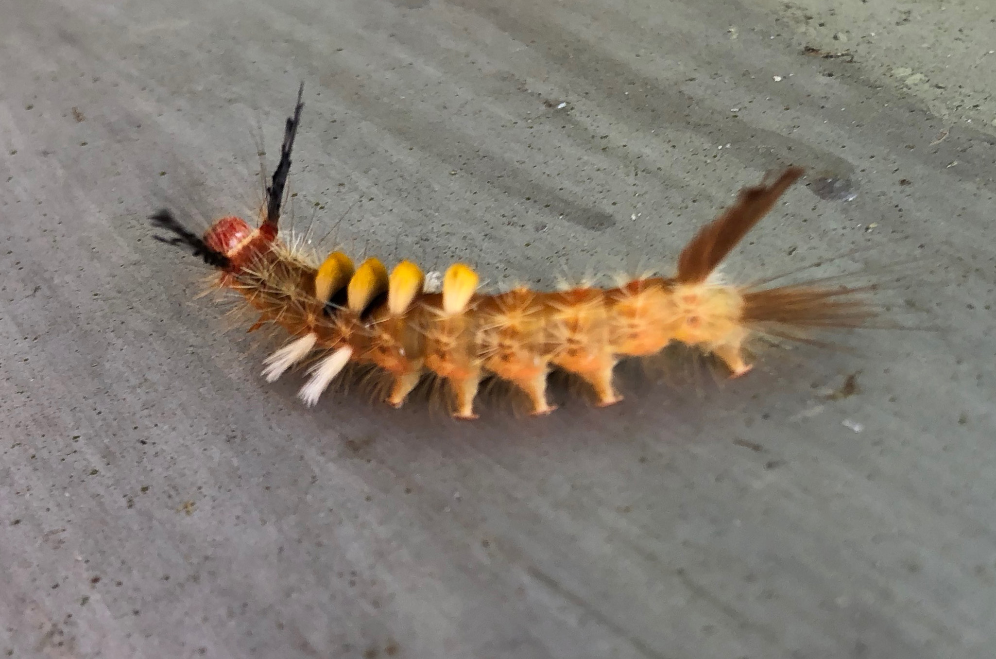 caterpillar