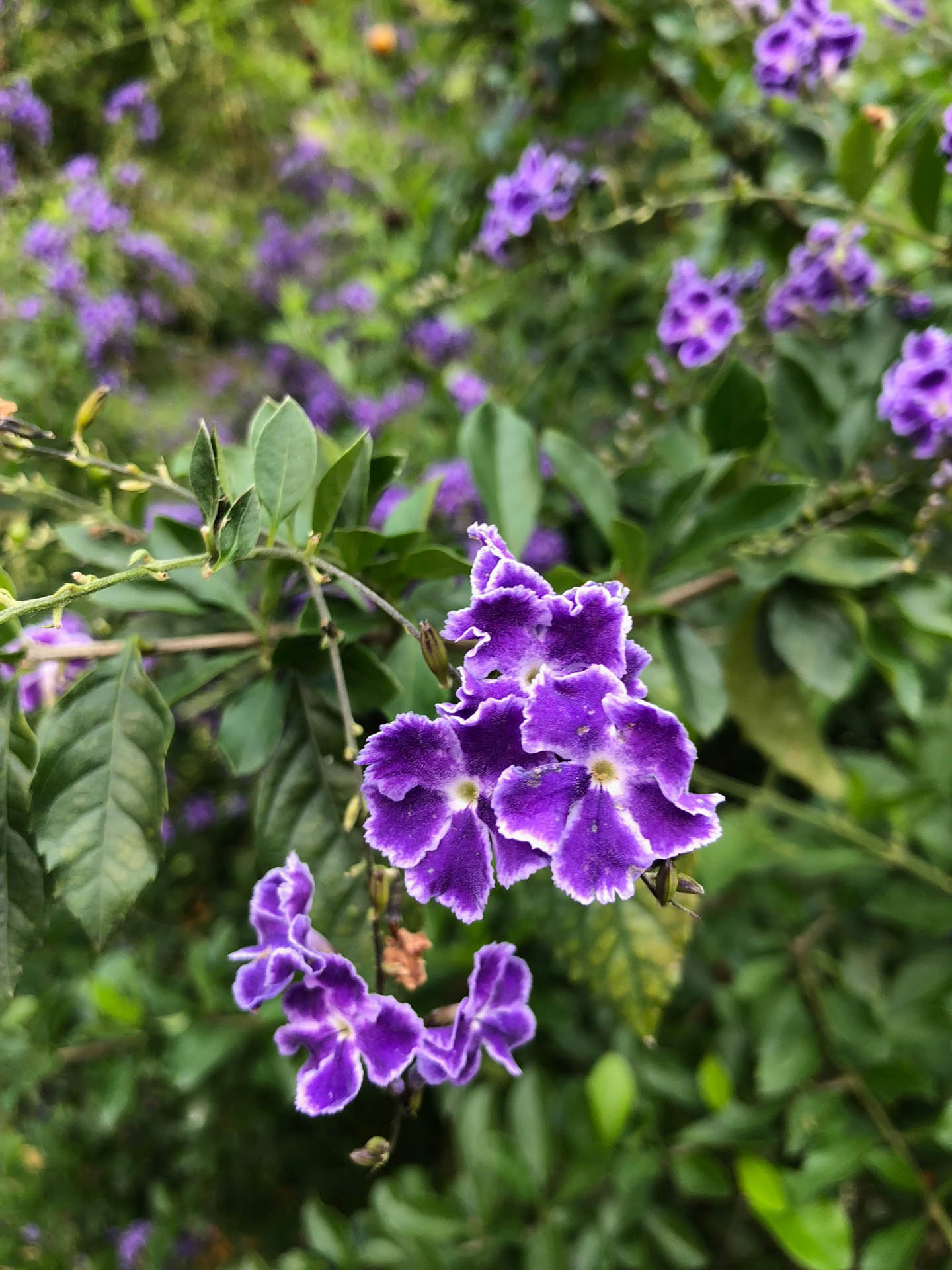 flowers